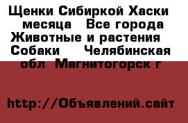 Щенки Сибиркой Хаски 2 месяца - Все города Животные и растения » Собаки   . Челябинская обл.,Магнитогорск г.